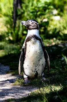 Humboldt Penguin enjoying a sunny day outdoors amidst lush greenery.