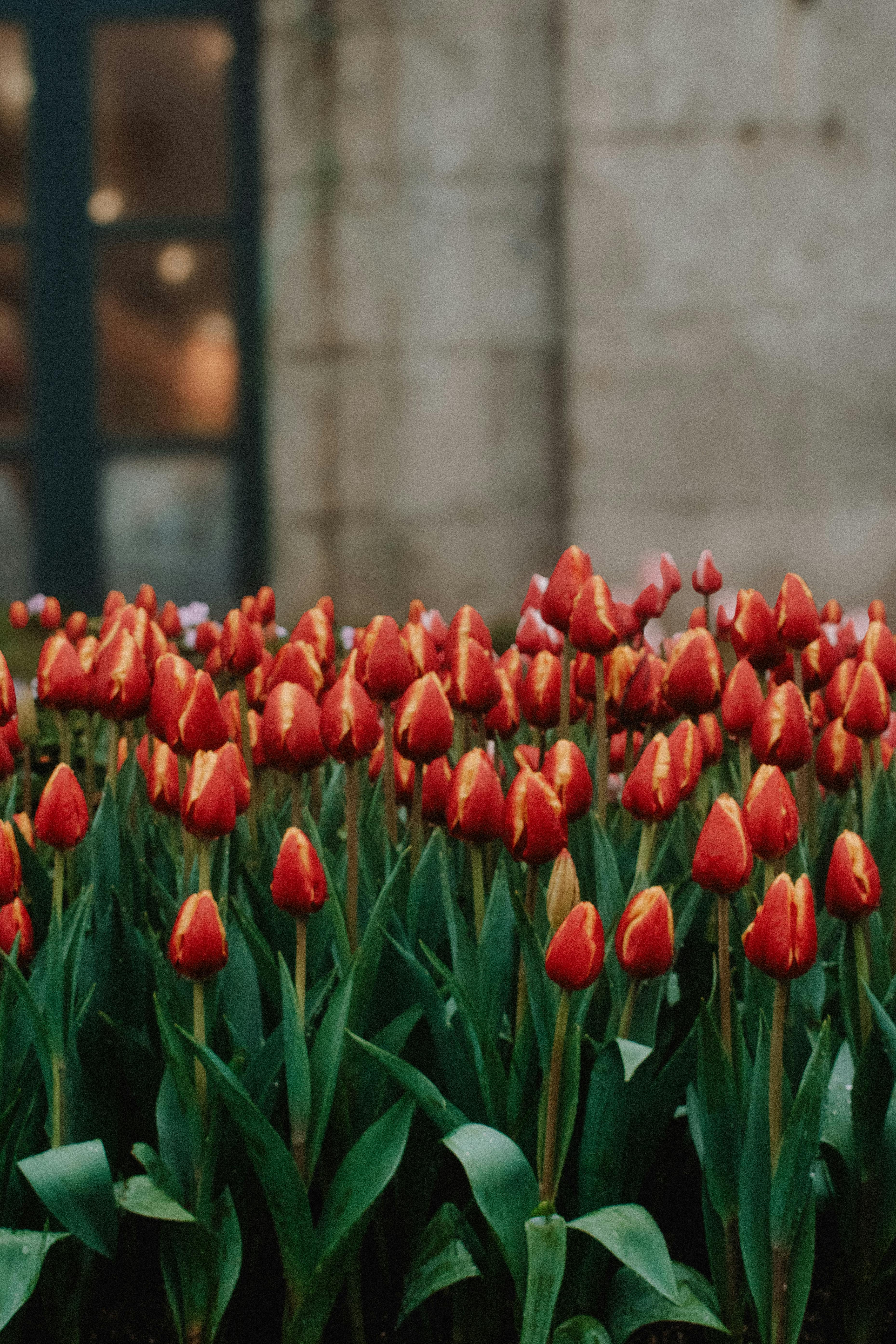 [ColoSach]-A stunning view of red tulips blooming vibrantly against an urban backdrop in Vietnam.
