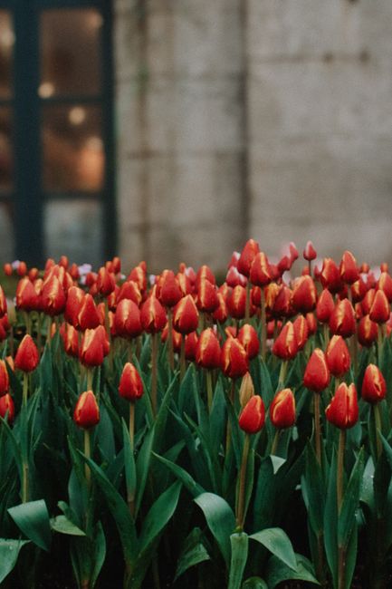 A stunning view of red tulips blooming vibrantly against an urban backdrop in Vietnam.