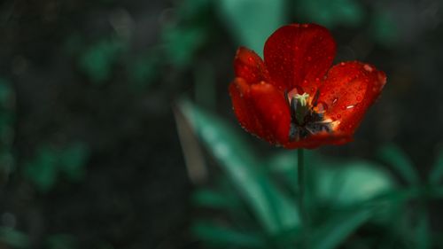 Free A macro shot of a vibrant red tulip with dew droplets, set against a blurred dark background. Stock Photo