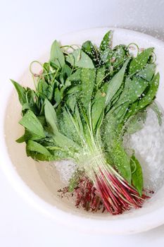 Chinese Spinach / Amaranth — Xian Cai