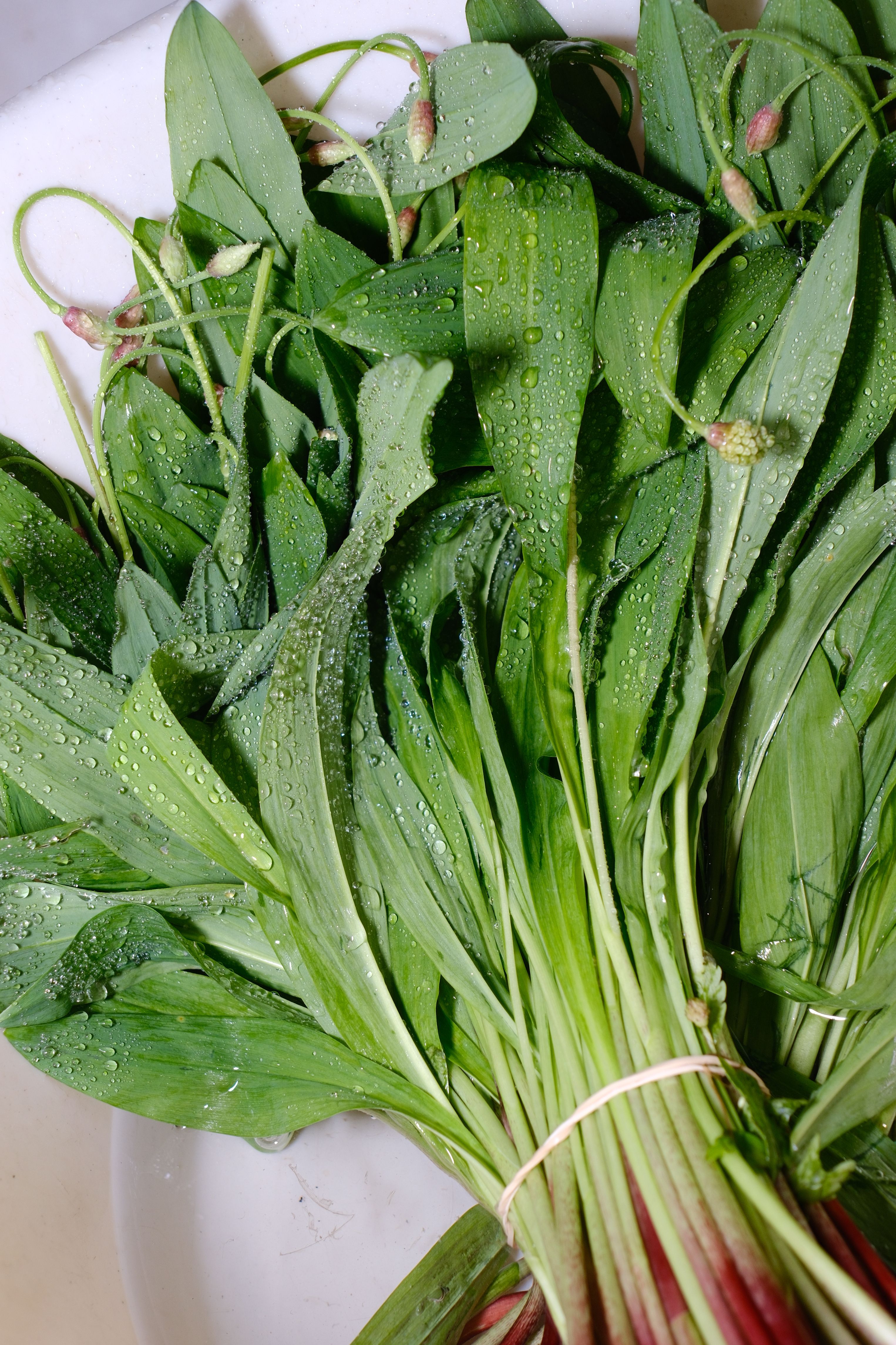 Close-up of fresh ramps with dew drops, showcasing vibrant green leaves tied with elastic.