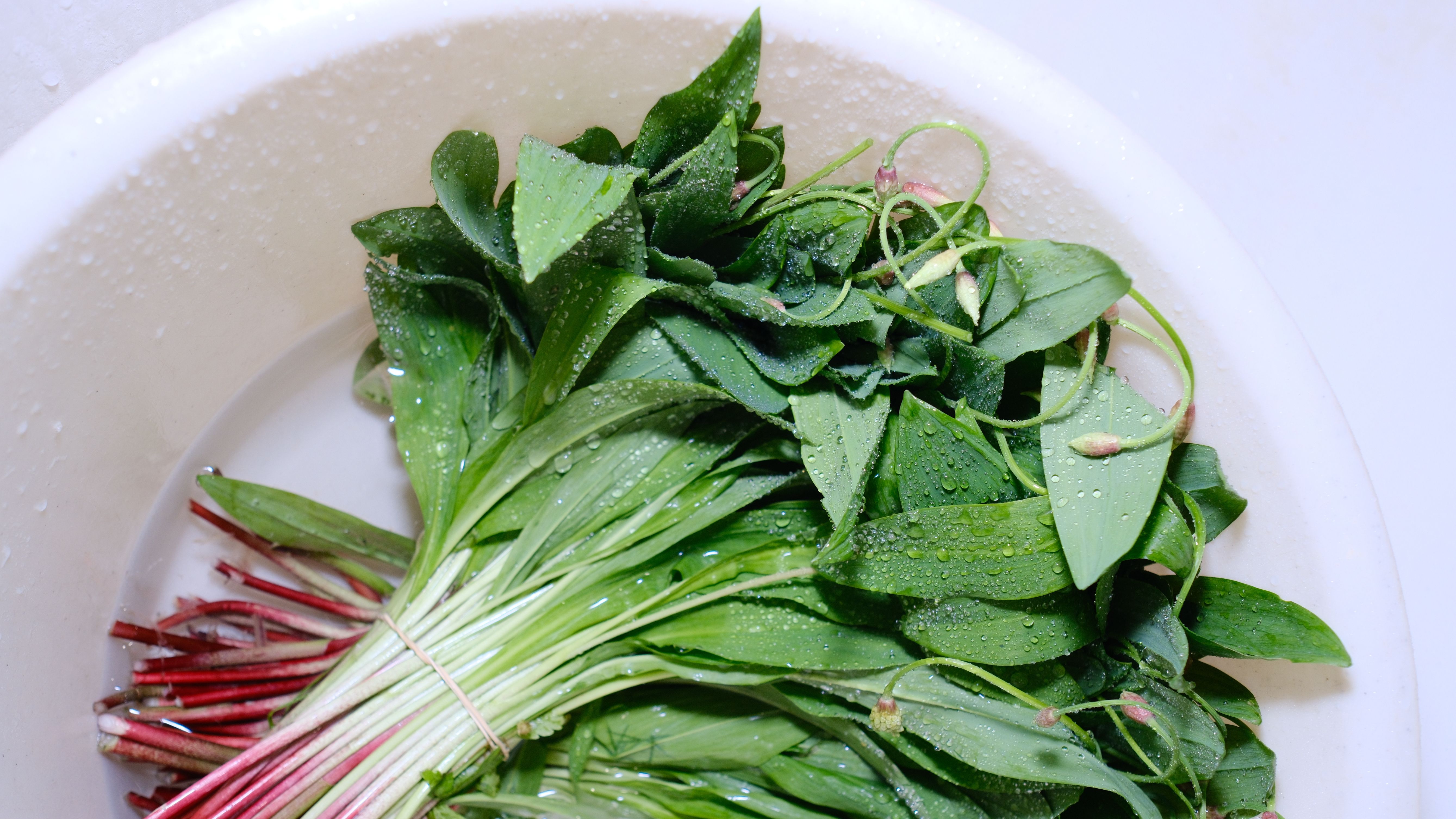 A close-up of fresh green leaves with water droplets in a white bowl.