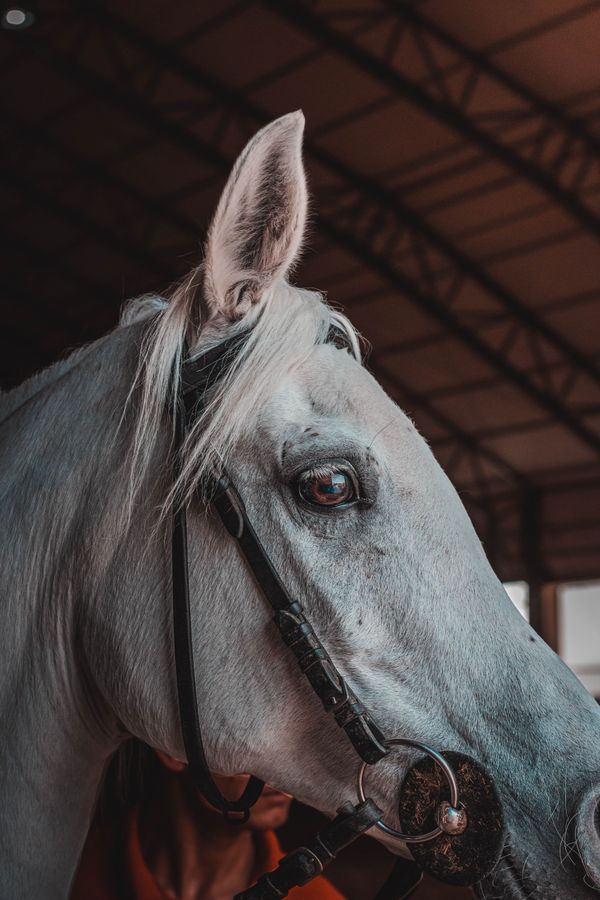 White horse in a barn