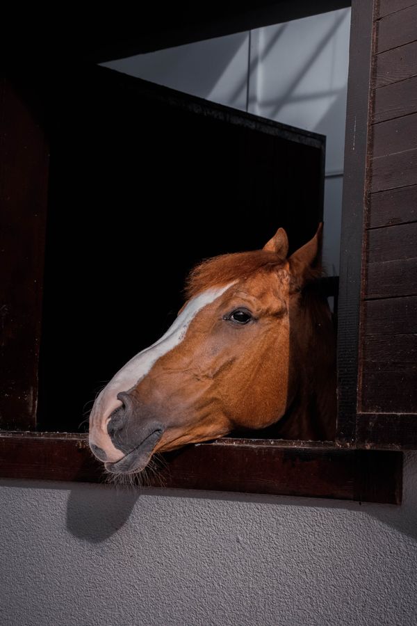 Brown horse peeking through a barn window