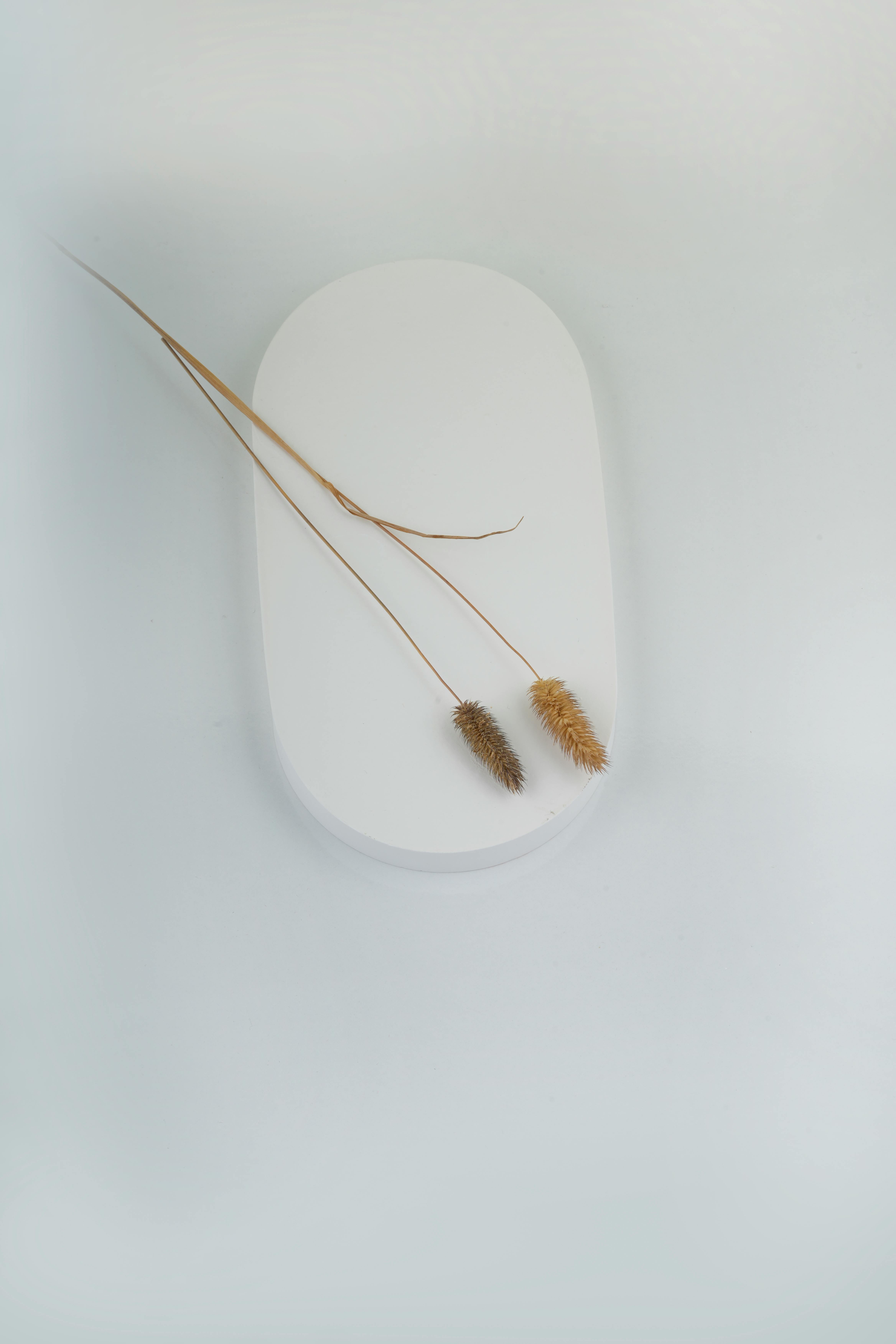 gratis Een minimalistische weergave van gedroogd gras op een eenvoudig wit oppervlak. Stockfoto