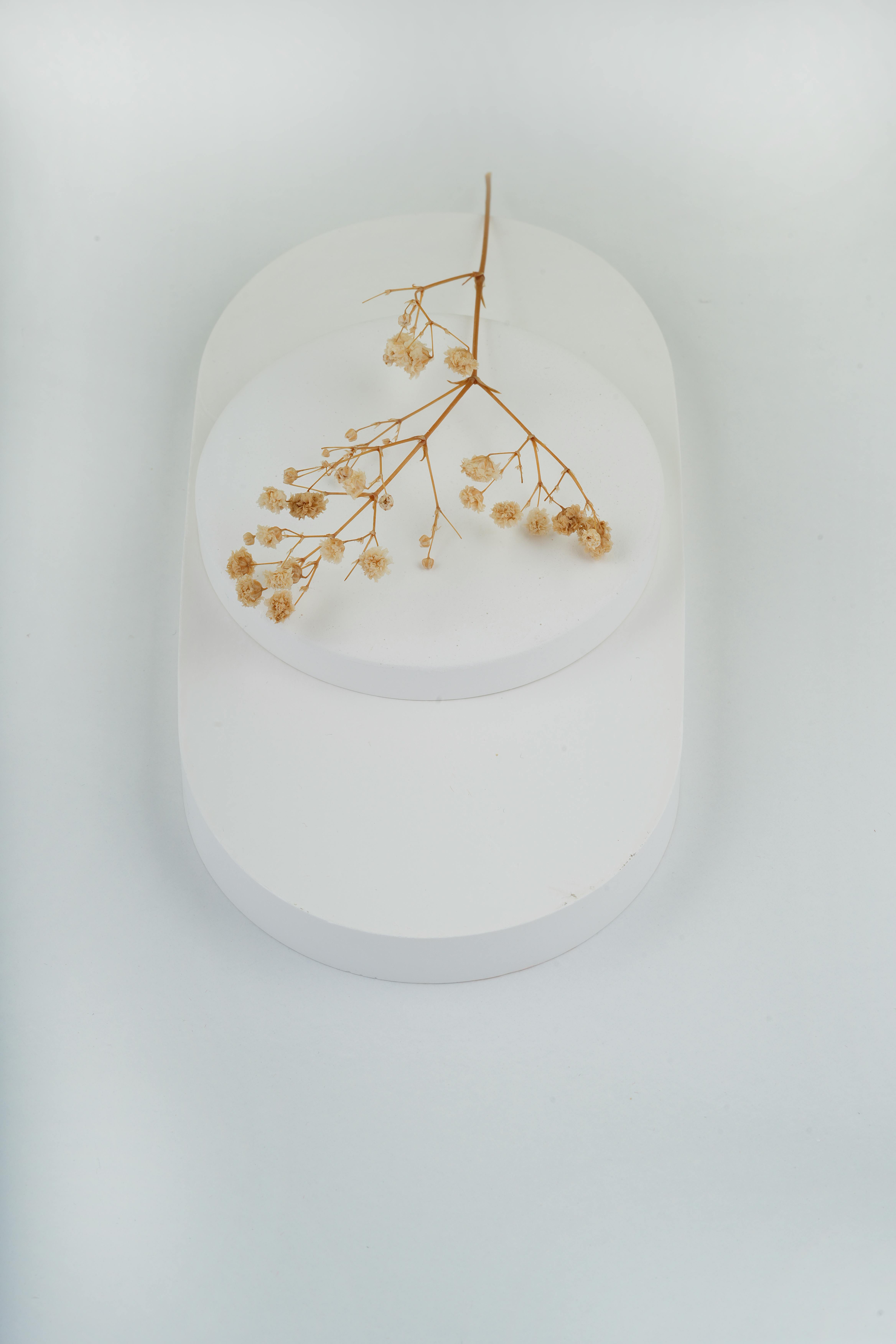 Gratis Una pieza de arte minimalista que muestra flores secas sobre círculos blancos en capas. Foto de stock