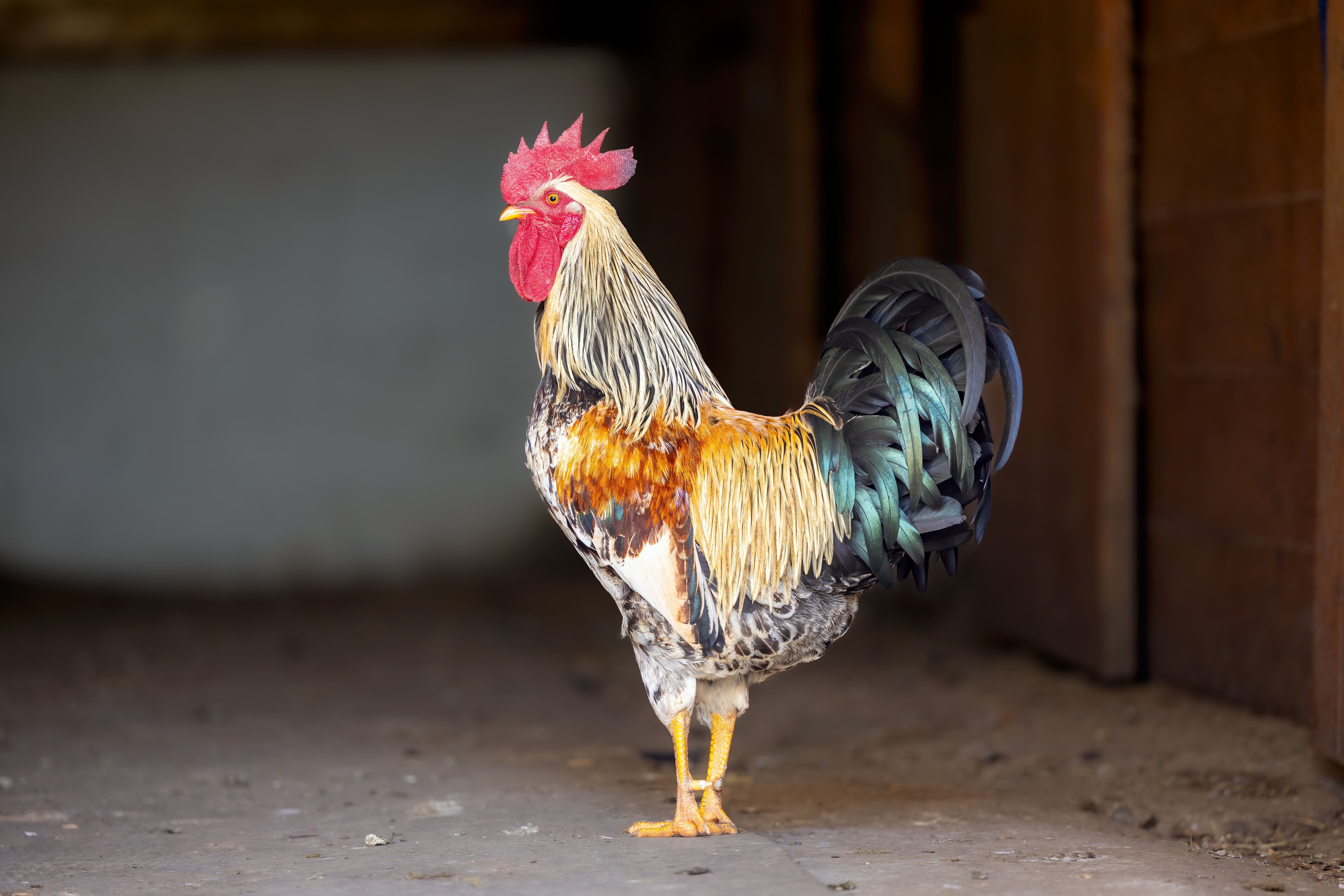 Vibrant Rooster in a Rustic Barn Setting · Free Stock Photo