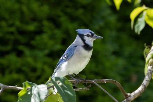 Close-up of a blue jay (Cyanocitta cristata) perched on a branch in a lush green environment.