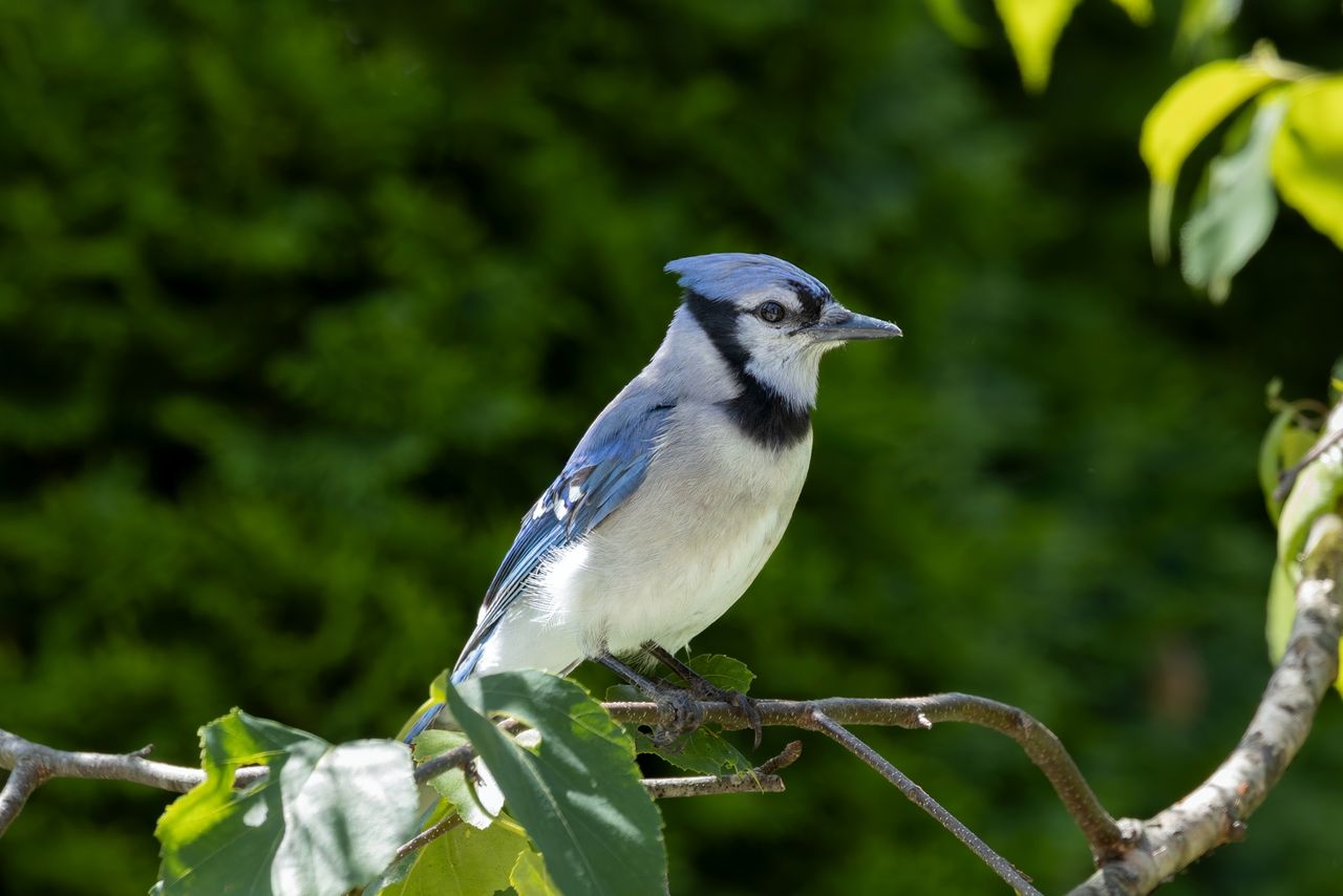 close up of a blue jay cyanocitta cristata perched on a branch in a lu