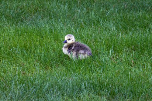 Free A fluffy gosling relaxes on vibrant green grass in Southborough, Massachusetts. Stock Photo