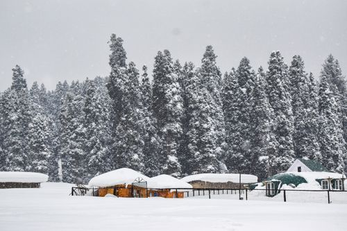 Free Snow-covered cabins and pine trees in a winter forest setting in Gulmarg. Stock Photo