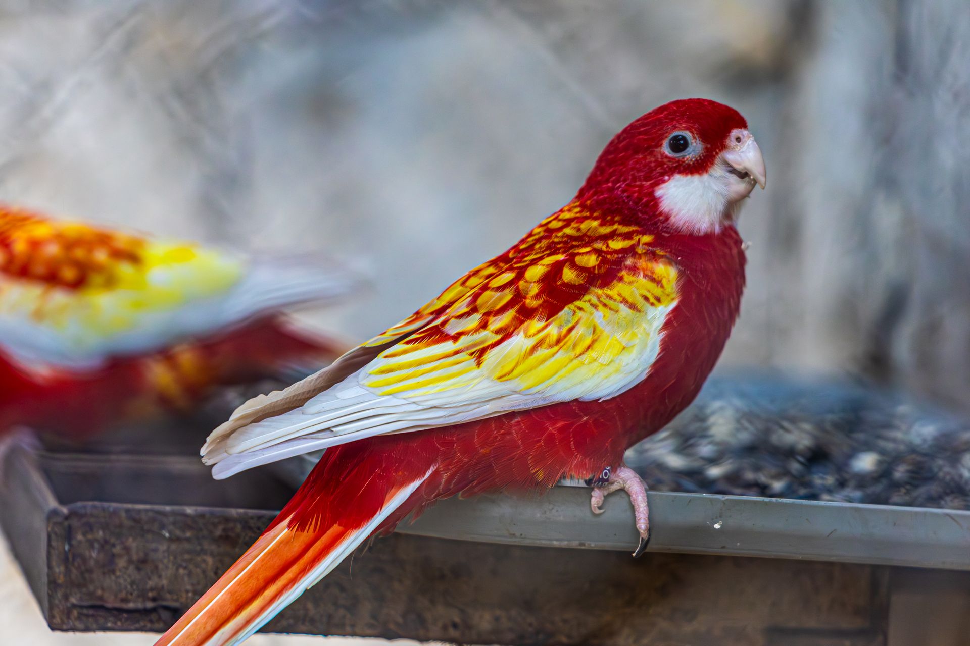 Close-up of a vivid red and yellow Crimson Rosella parrot perched in a cage, showcasing its bright plumage.