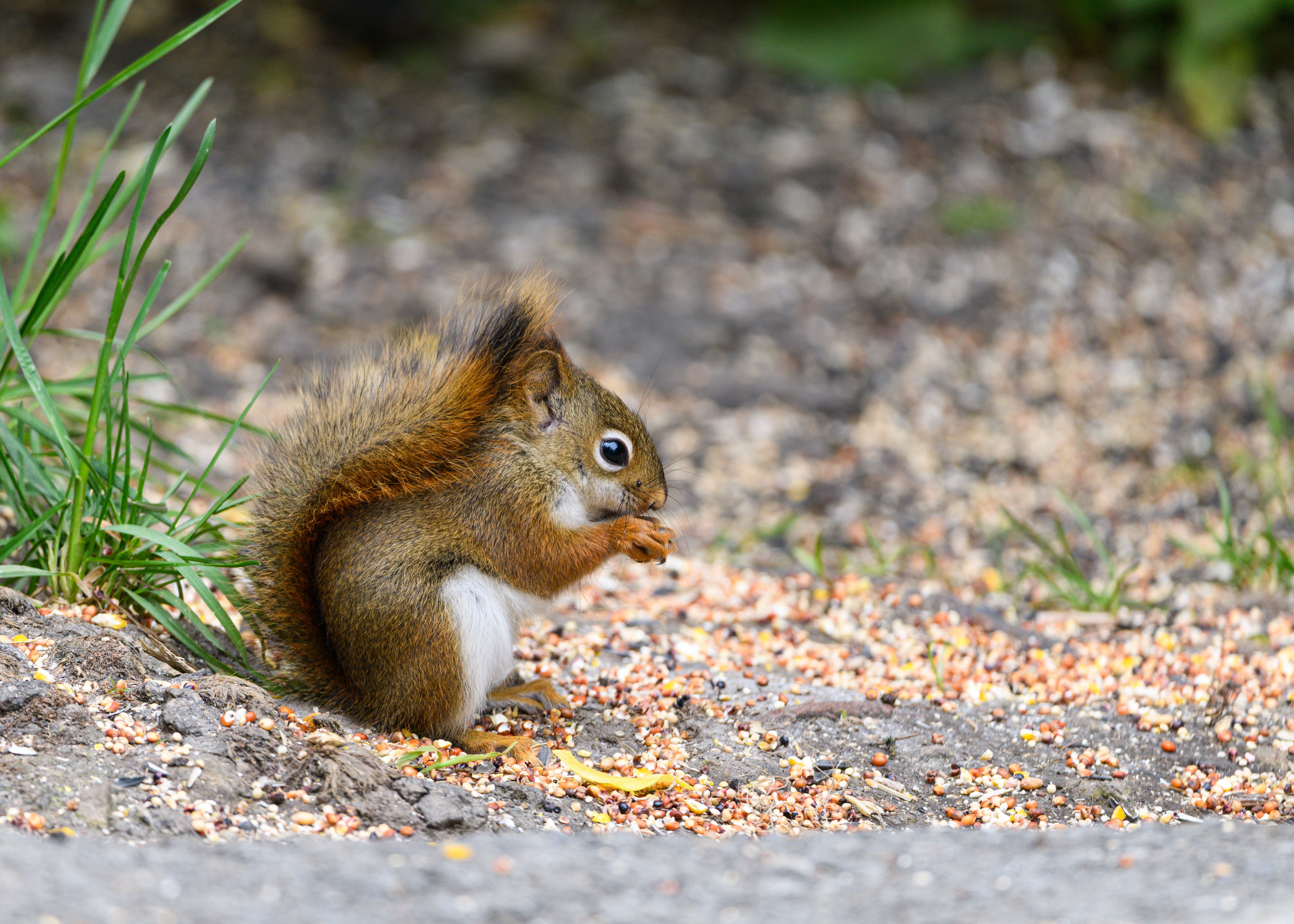 squirrel s favorite seed