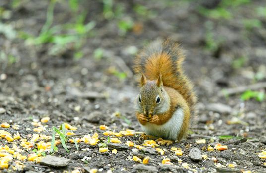 A red squirrel is captured in a natural setting, eating corn kernels on the ground.