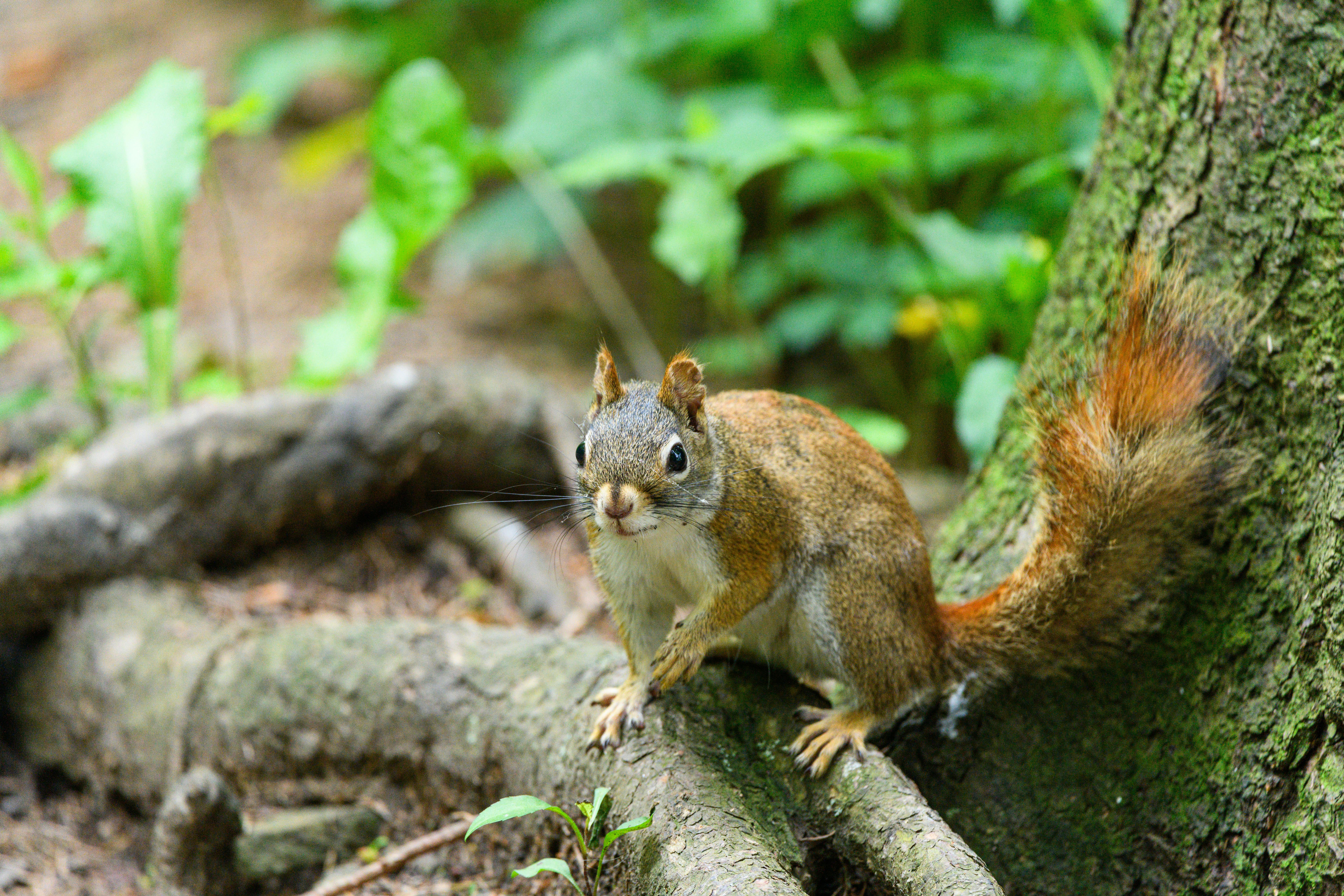 Unveiling Hidden Details in Classic Movies