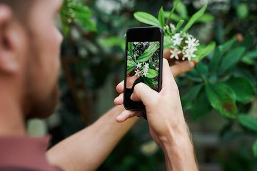 Základová fotografie zdarma na téma bílé květy, chytrý telefon, držení