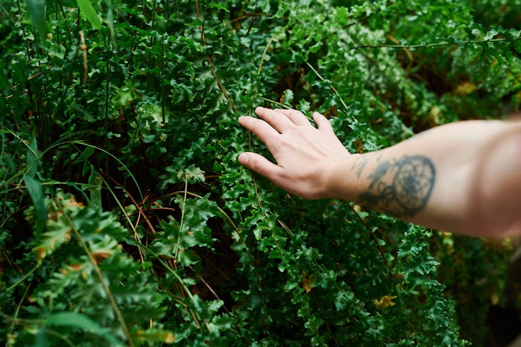 Photo Of Person's Hand Touching Green Leaves