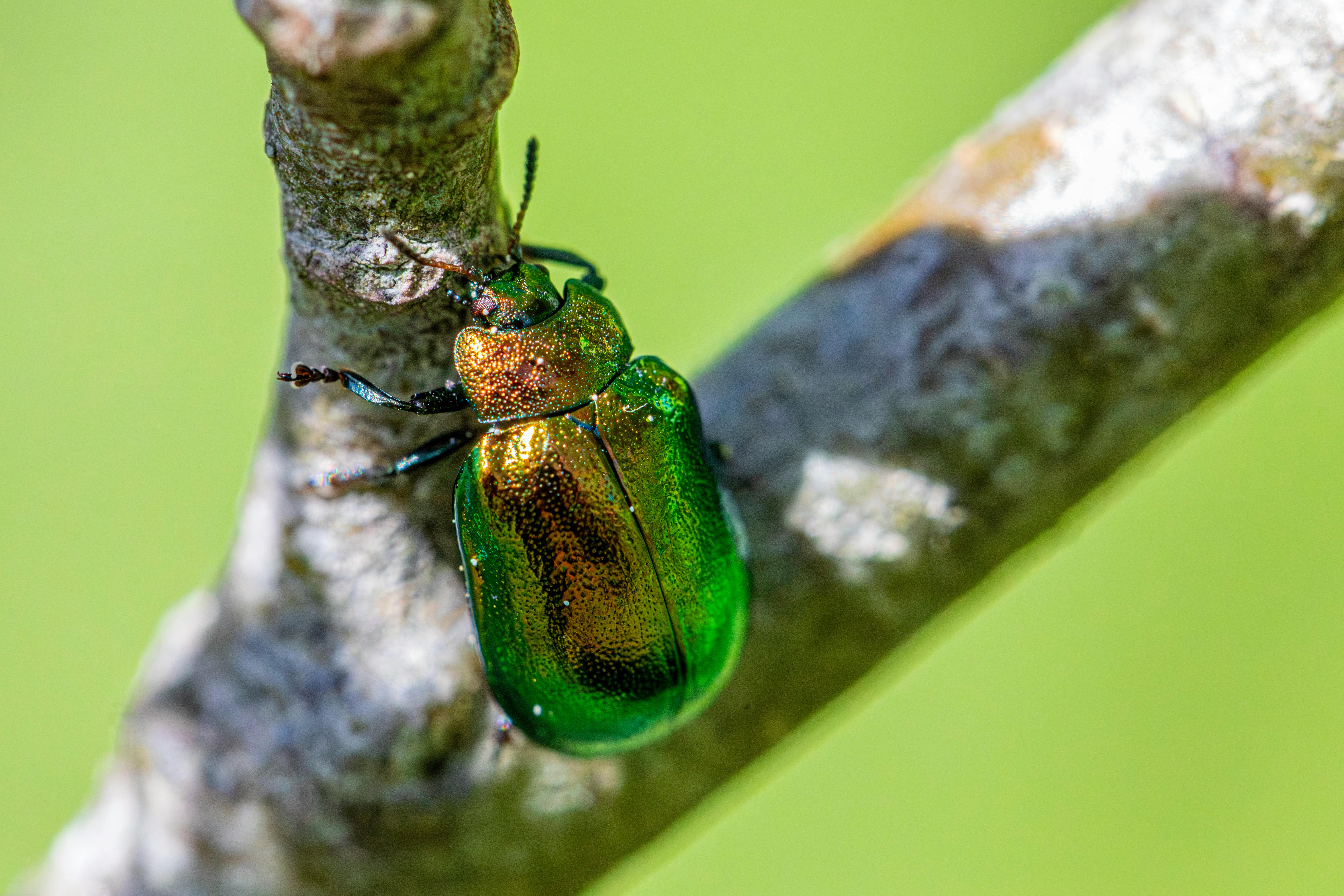 Exploring Imaginary Worlds and Mythical Beings