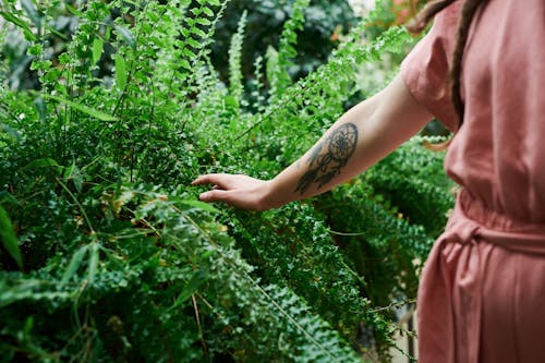 Photo of Person Touching Green Leaves