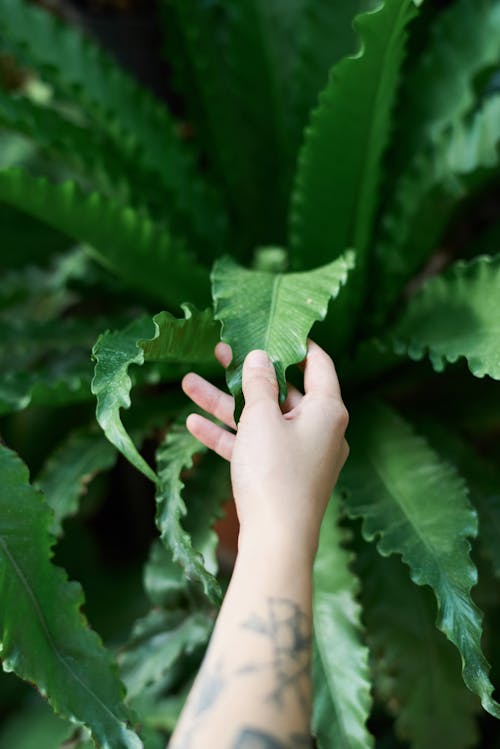 Photo of Person Touching Green-Leafed Plant