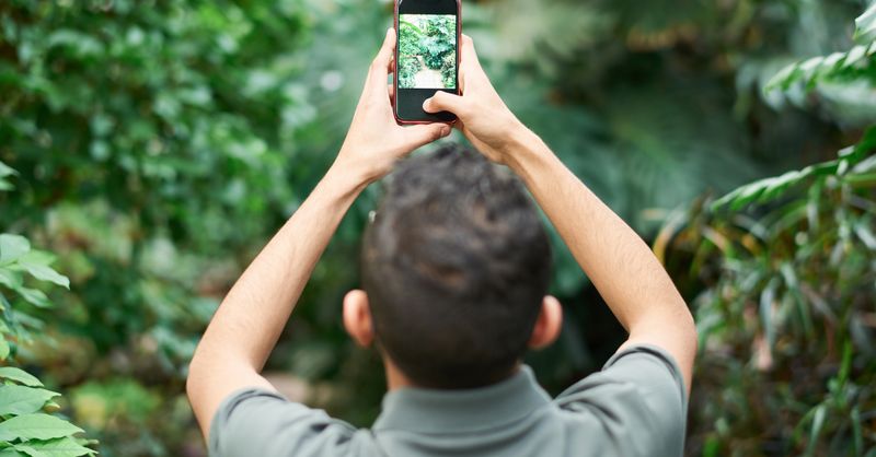 Application reconnaissance plante : laquelle identifie vraiment ?
