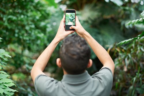 Free A man captures nature's beauty on his smartphone in a verdant setting, showcasing outdoor photography. Stock Photo
