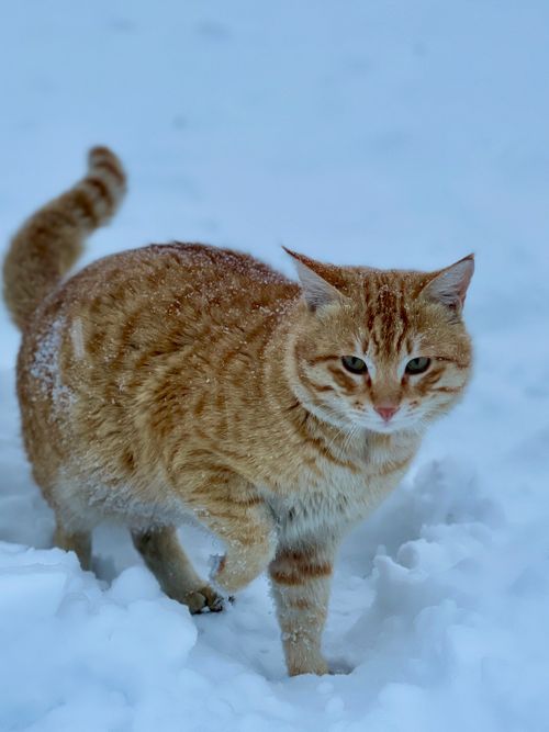 Free A ginger cat walking through a snowy field, dusted with snowflakes, in a serene winter setting. Stock Photo