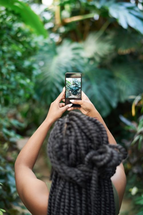 Free Back view of woman with braided hair taking a photo of green leaves using a smartphone. Stock Photo