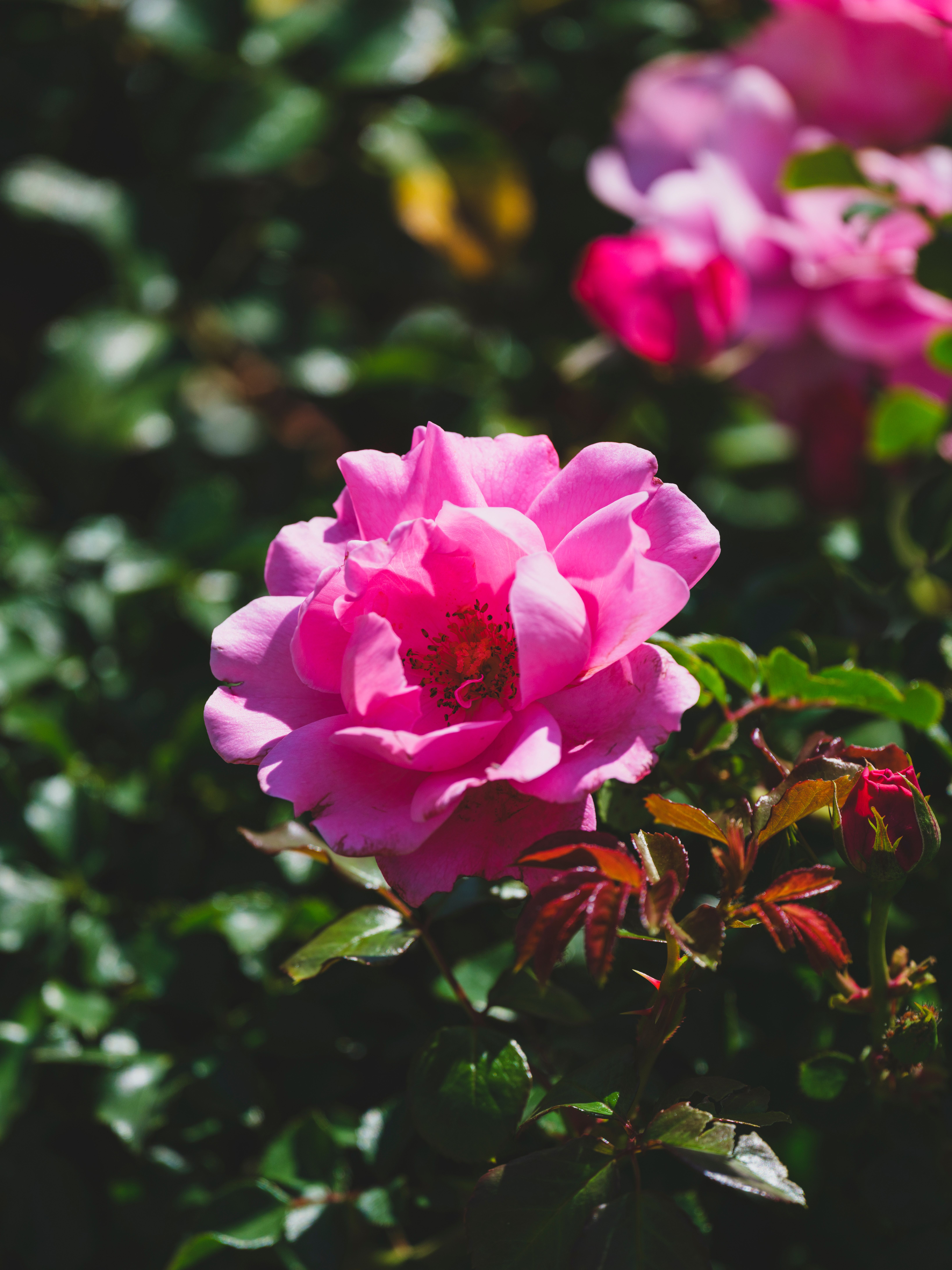 Vibrant Pink Rose Blooming in Sunlit Garden · Free Stock Photo