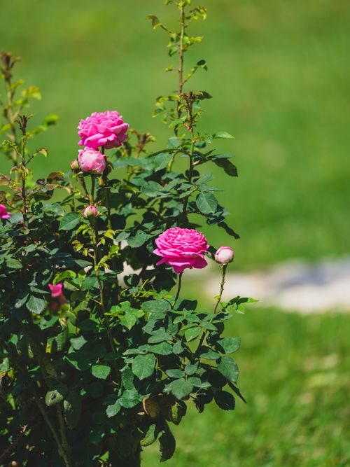 Free Bright pink roses in full bloom under the sun, surrounded by lush green leaves. Perfect for nature lovers. Stock Photo