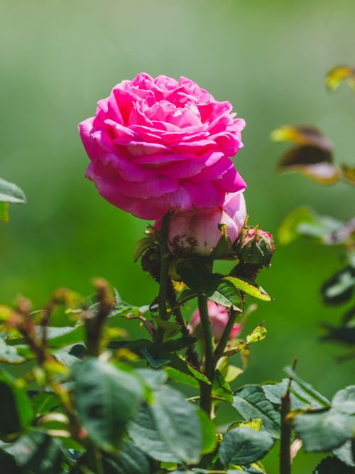 Free Close-up of a vibrant pink rose blooming in a sunny garden, showcasing natural beauty and elegance. Stock Photo