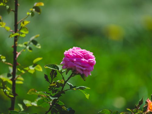 Free A stunning close-up of a pink rose blooming in a sunny garden, capturing its vibrant petals. Stock Photo