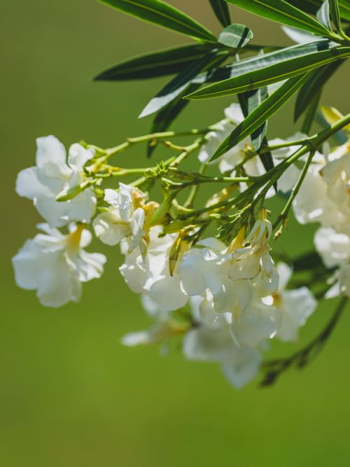 Free A detailed close-up of white oleander flowers blooming against a vibrant green background, captured in perfect focus. Stock Photo