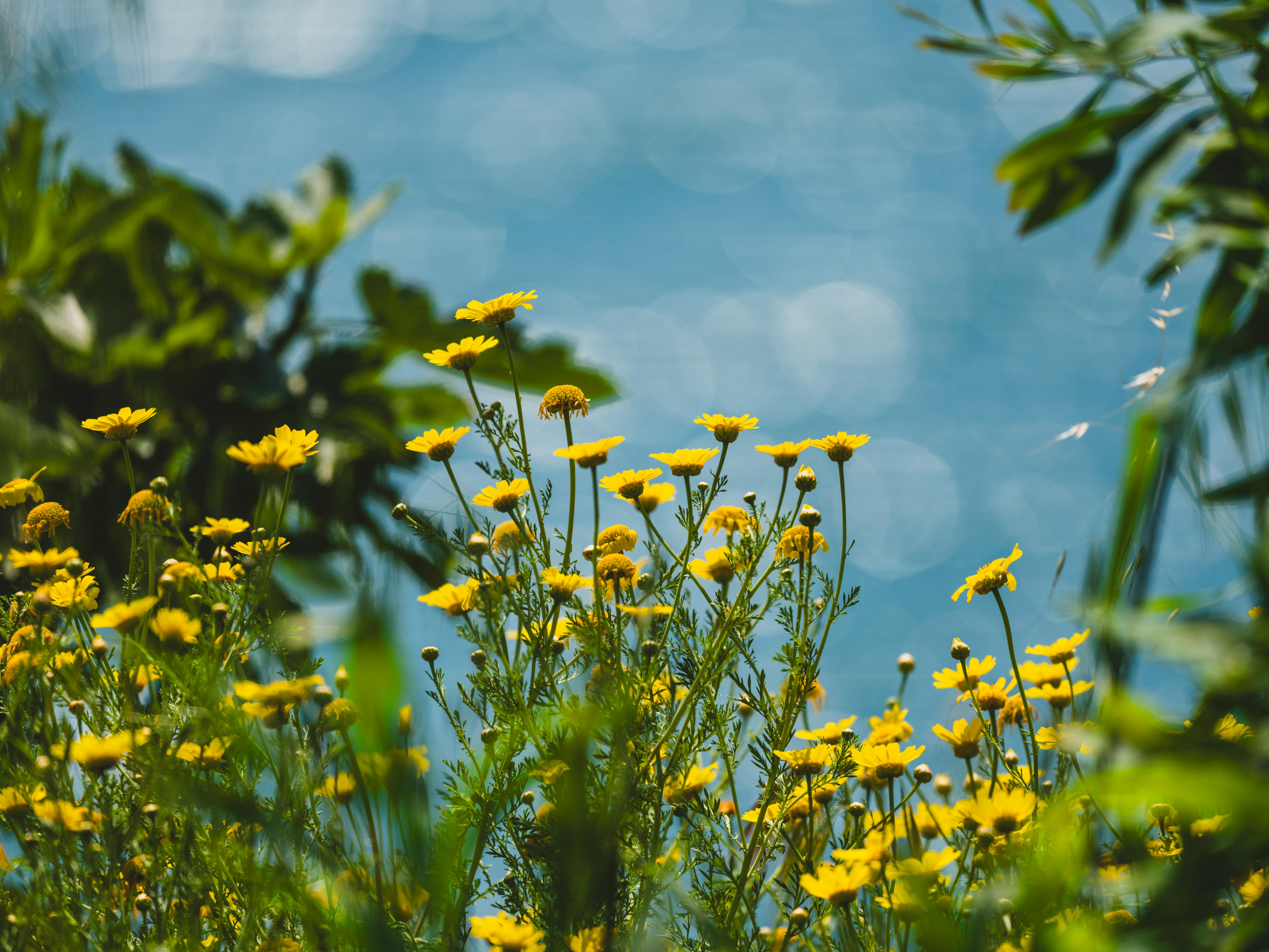 Hacking Growth: Secrets to Outperform Your Competitors