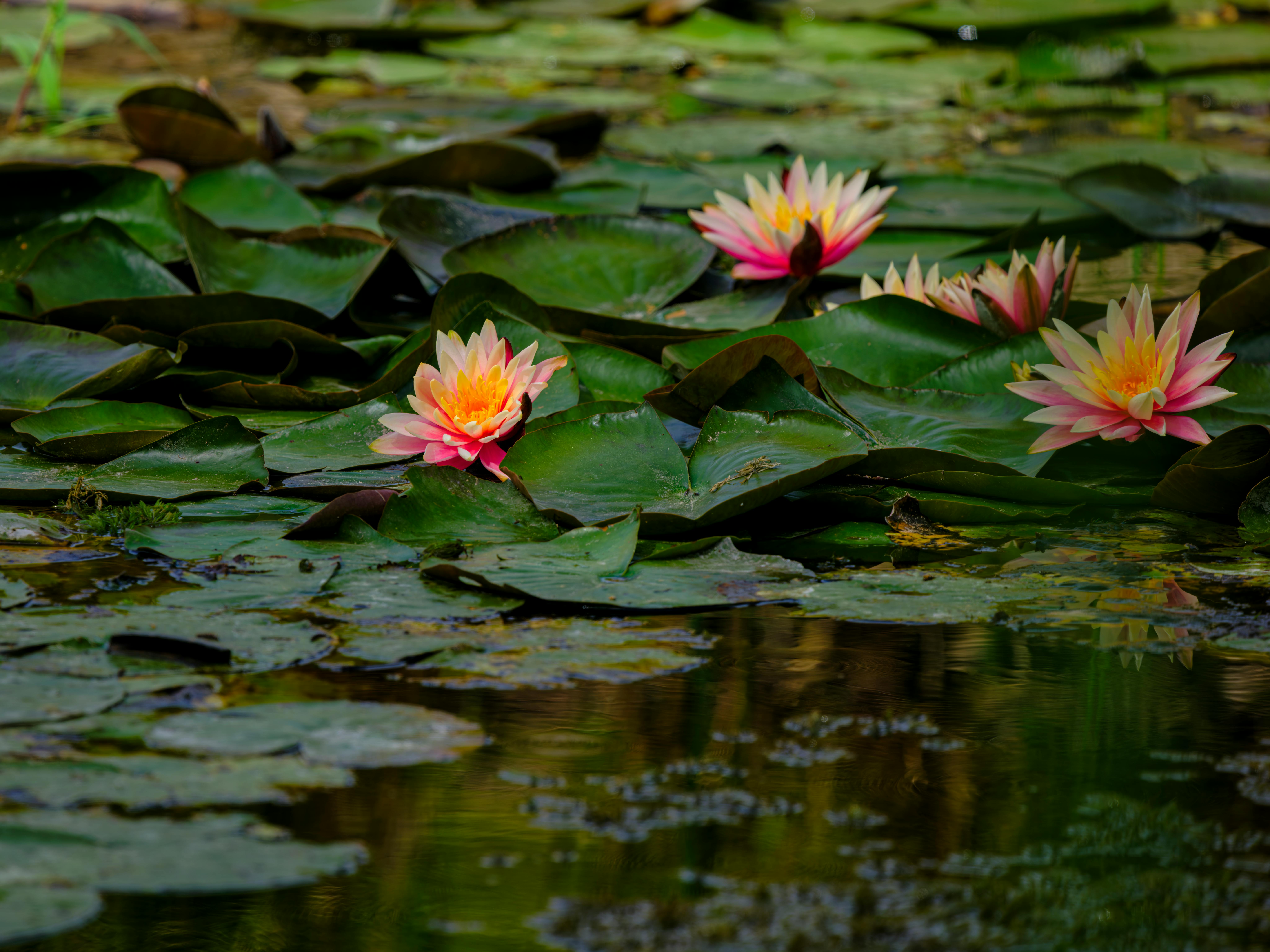 The Surprising History of Fresh Aquatic Perfumes That Dominates the Market