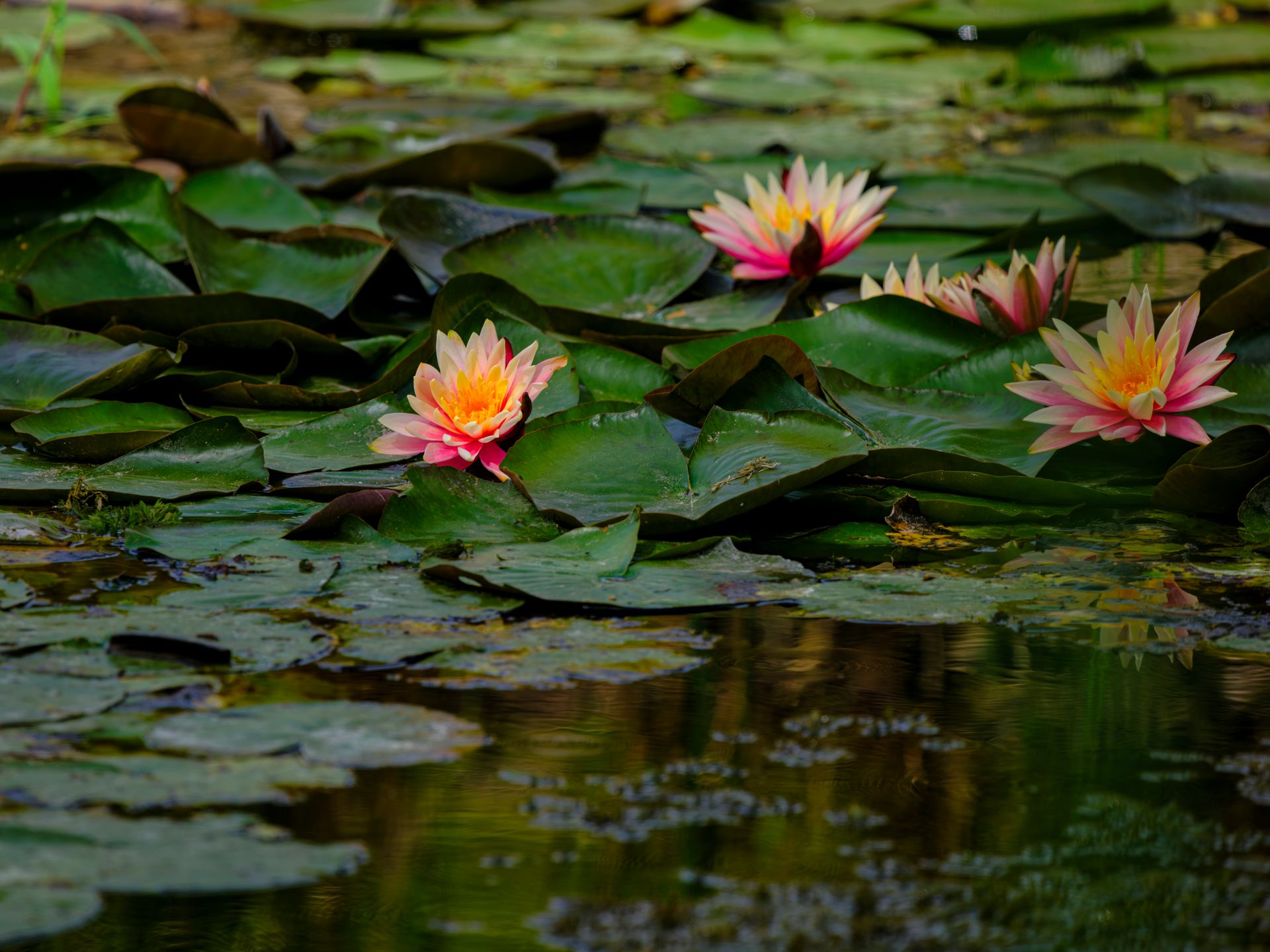 Serene pond with vibrant pink and yellow water lilies in full bloom, capturing nature's beauty.