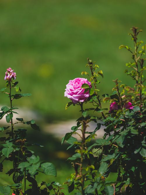 Free Macro shot of a blooming pink rose surrounded by green foliage in a sunny garden setting. Stock Photo