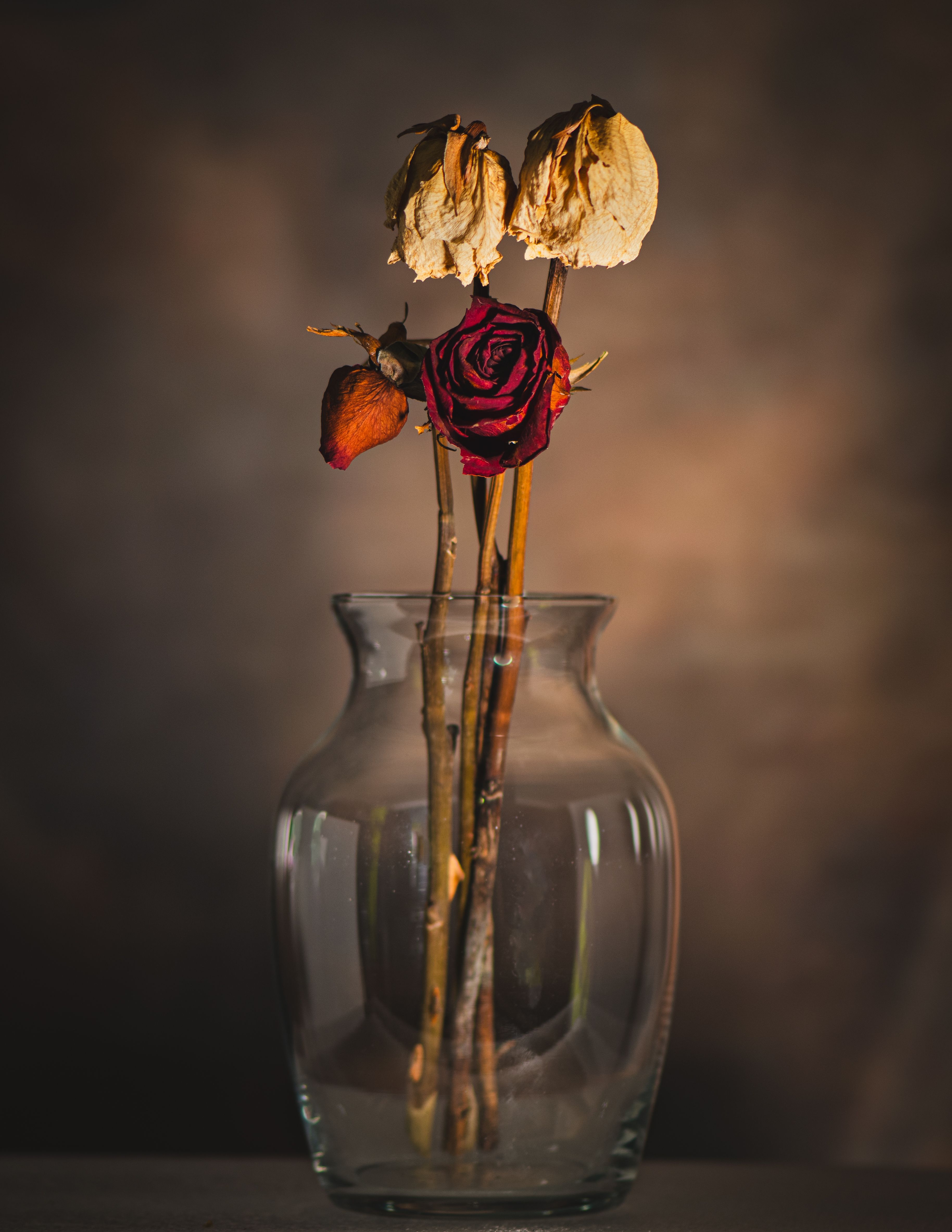 Artistic Still Life of Dried Roses in Glass Vase · Free Stock Photo