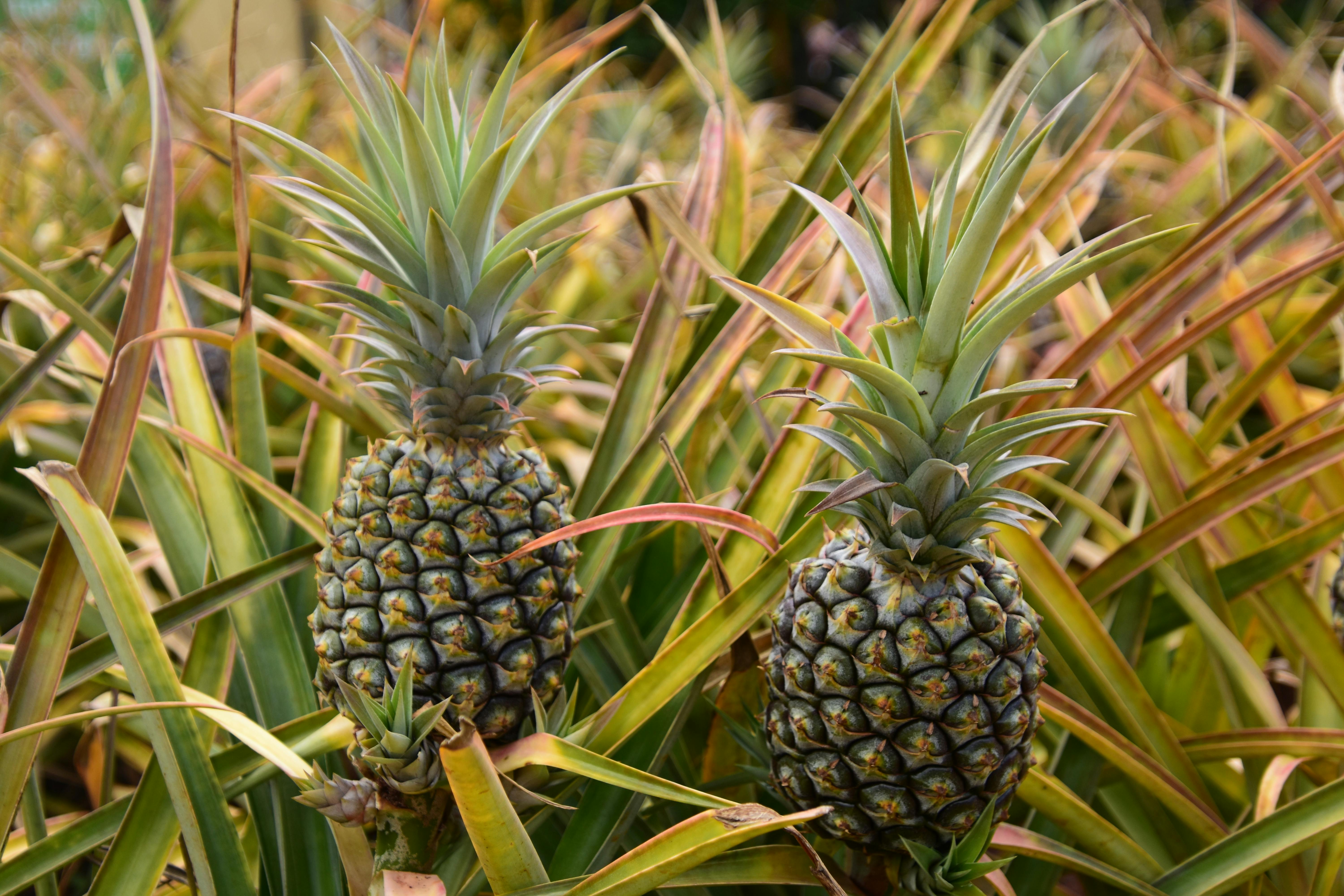 Pineapple plantation tropical — Dole Plantation 1950 + Pineapple Express train + world's largest maze