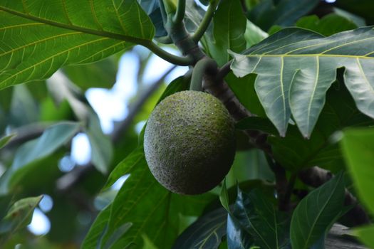 Breadfruit