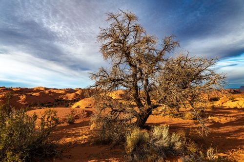 Free Vivid desert scene featuring a baobab tree against striking red dunes and a dynamic sky. Stock Photo