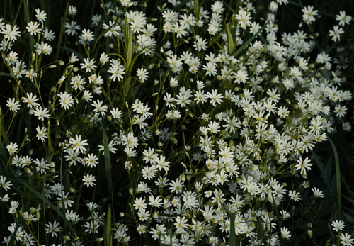 Free A dense cluster of small white flowers in full bloom, creating a natural floral carpet. Stock Photo