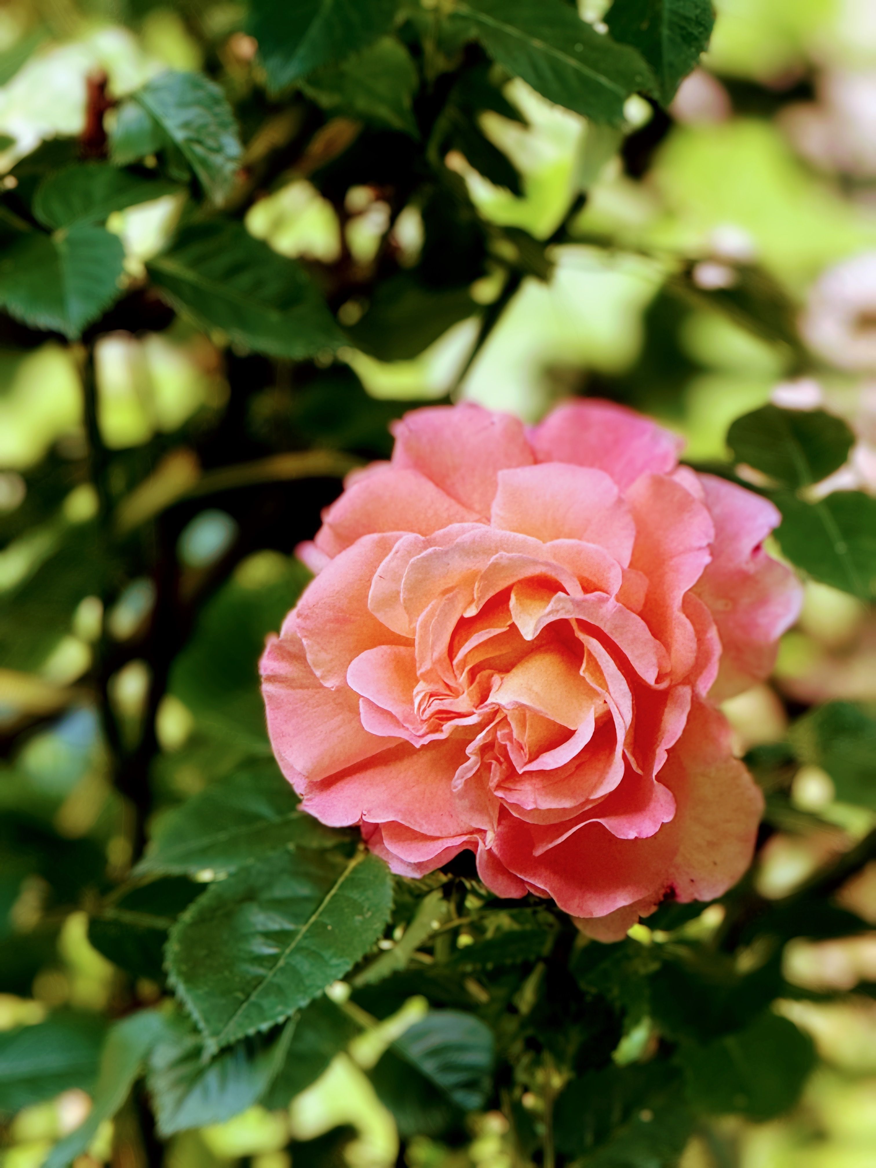 Close-up of a Vibrant Pink Rose in Bloom · Free Stock Photo