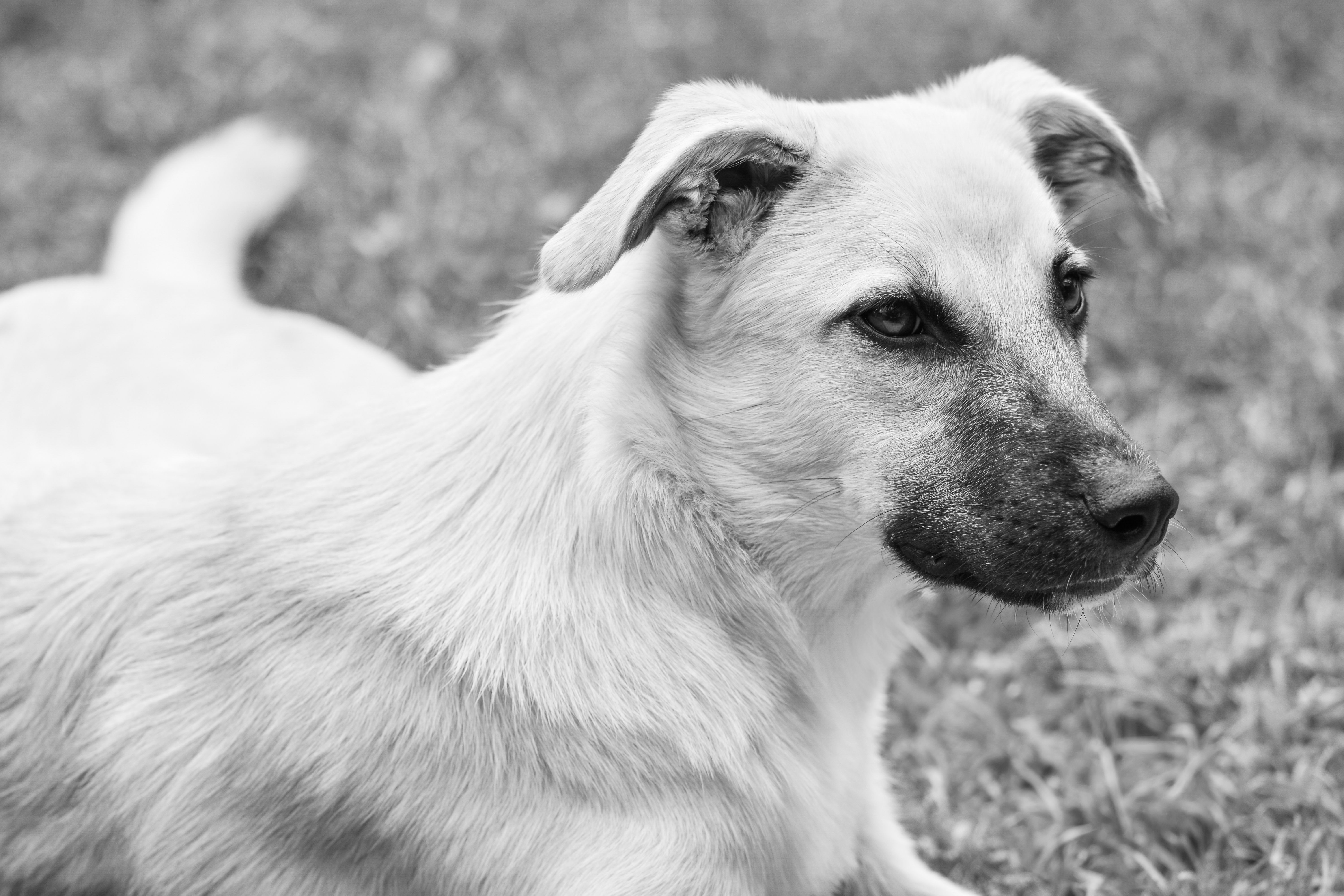 Portrait of a dog at a veterinary clinic