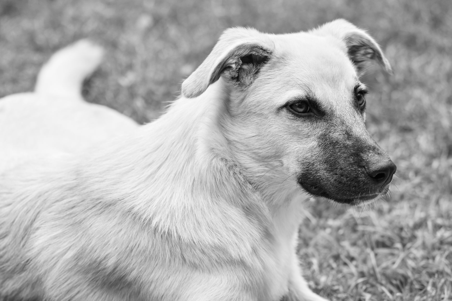 Portrait of a dog at a veterinary clinic