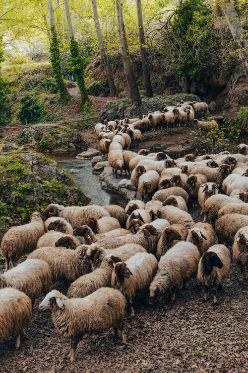 Free A large flock of sheep resting near a tranquil stream surrounded by dense forest in Mardin, Turkey. Stock Photo