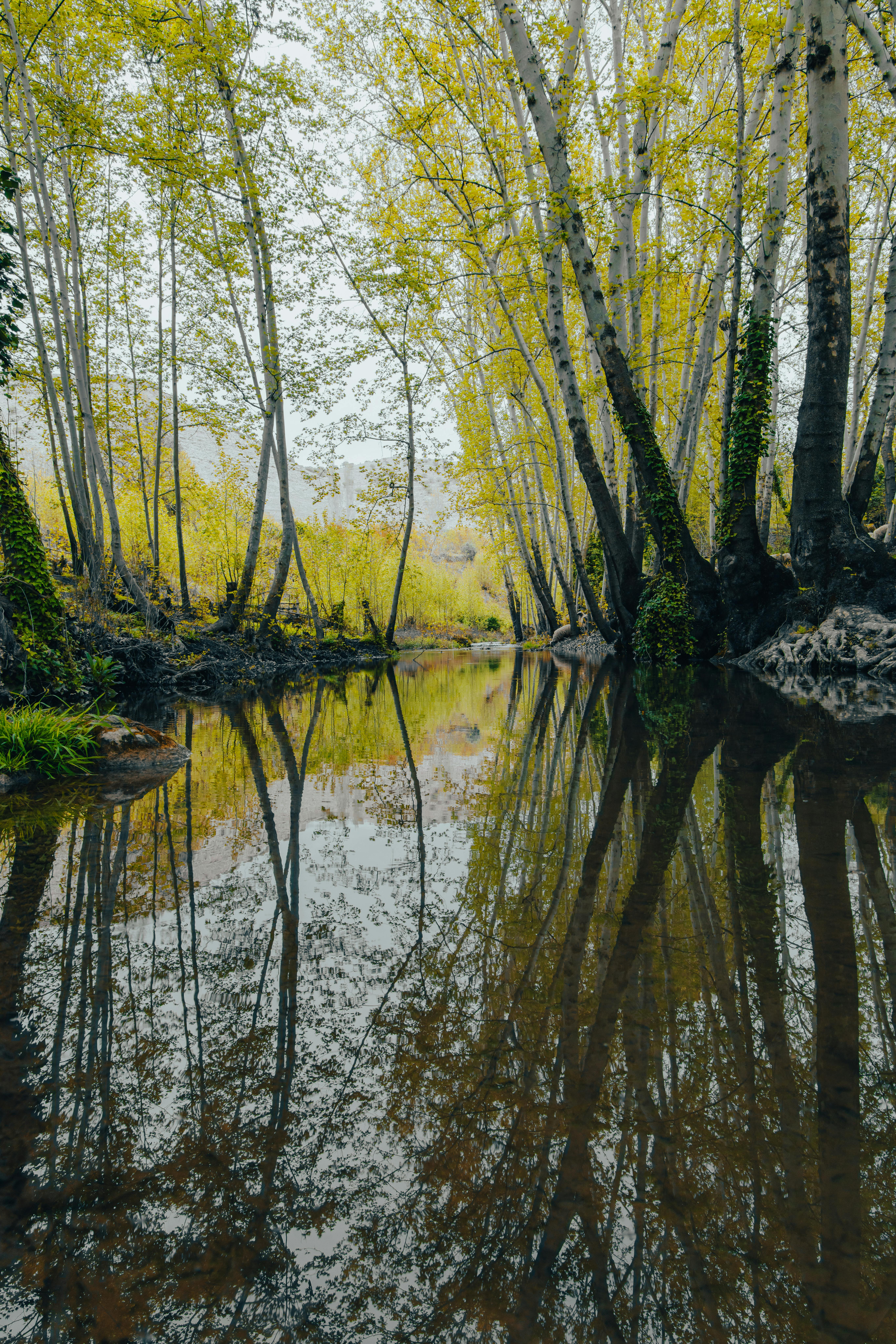 A serene stream flows through lush trees in Mardin, Türkiye. Perfect for nature and travel photography.