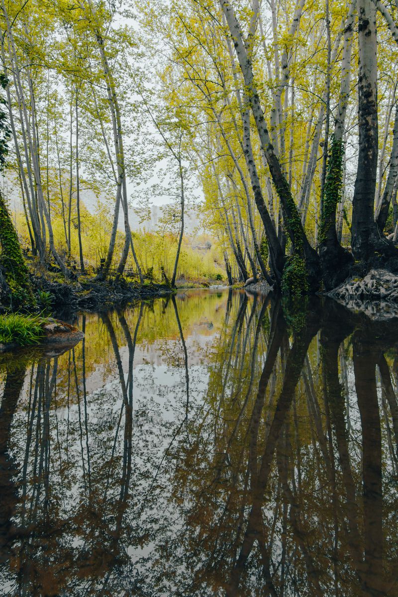 A serene stream flows through lush trees in Mardin, Türkiye. Perfect for nature and travel photography.