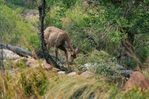Free A tranquil scene of a deer grazing amidst the greenery in the Arizona wilderness. Stock Photo